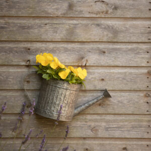 Watering Can wall Planter