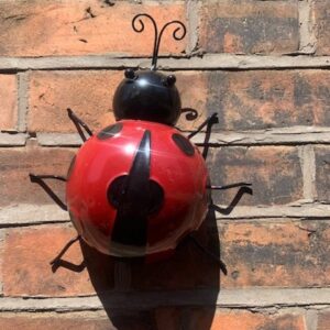 Wall Ladybird