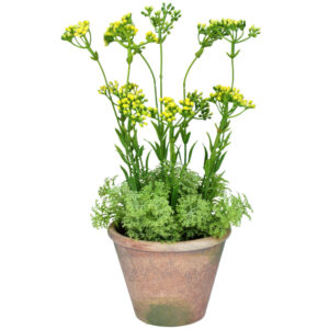 Yellow Wax Flower in a Pot