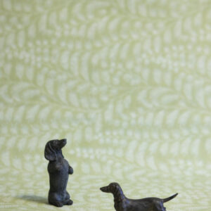 Mini Dachshund
