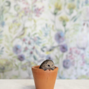 Hedgehog in Pot
